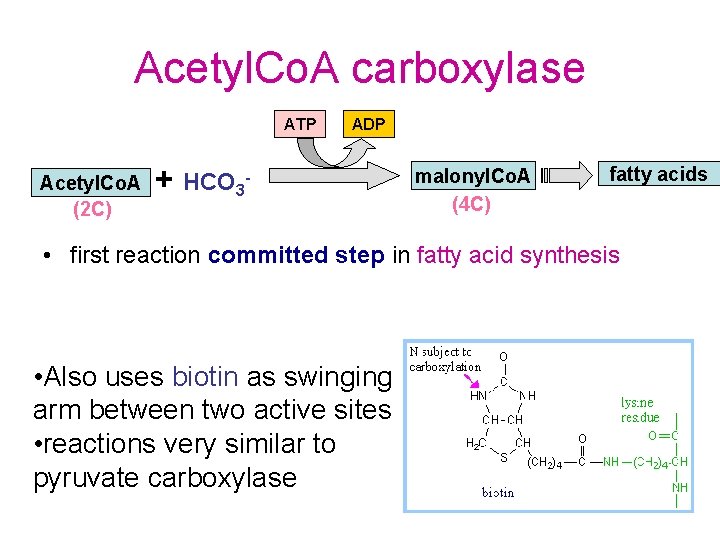Acetyl. Co. A carboxylase ATP Acetyl. Co. A (2 C) ADP + HCO 3