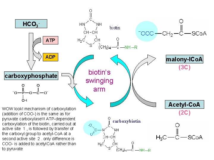 HCO 3 ATP biotin ADP carboxyphosphate WOW look! mechanism of carboxylation (addition of COO-)