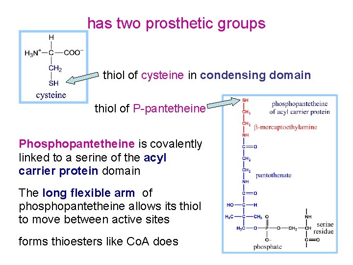 has two prosthetic groups thiol of cysteine in condensing domain thiol of P-pantetheine Phosphopantetheine