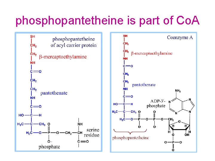 phosphopantetheine is part of Co. A 