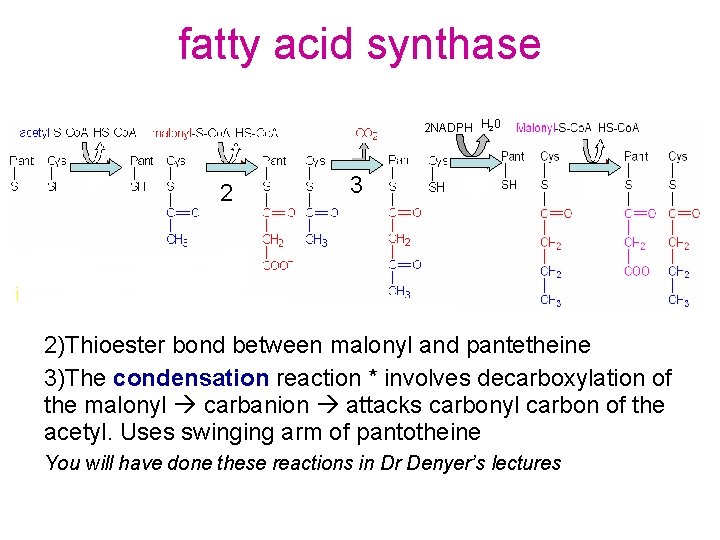 fatty acid synthase 2 NADPH H 20 2 3 2)Thioester bond between malonyl and