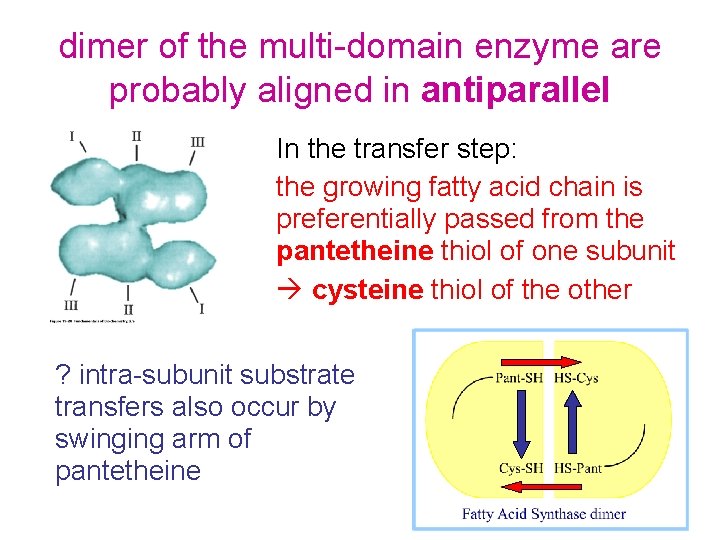 dimer of the multi-domain enzyme are probably aligned in antiparallel In the transfer step: