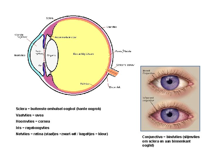 Sclera = buitenste omhulsel oogbol (harde oogrok) Vaatvlies = uvea Hoornvlies = cornea Iris