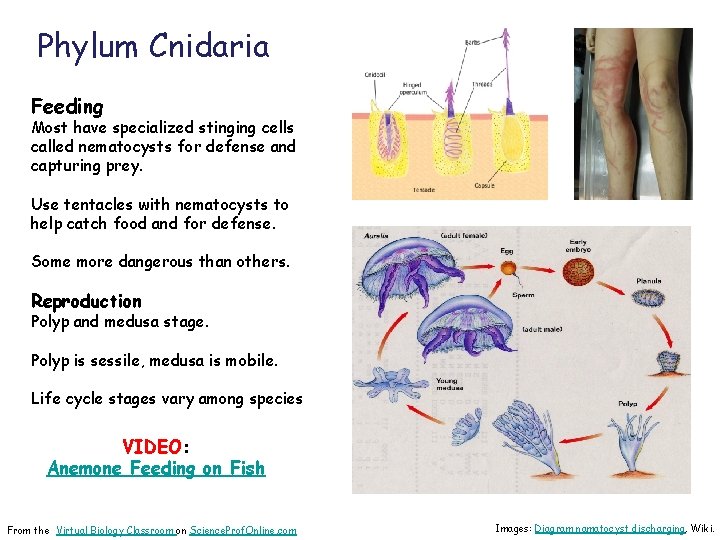 Phylum Cnidaria Feeding Most have specialized stinging cells called nematocysts for defense and capturing