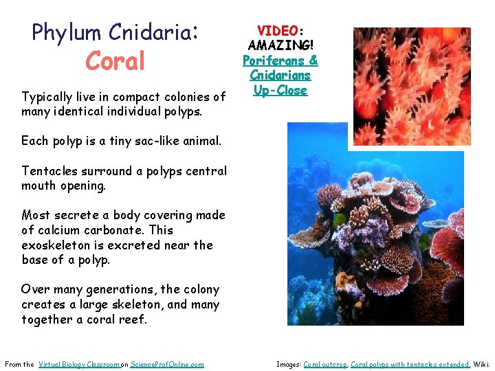 Phylum Cnidaria: Coral Typically live in compact colonies of many identical individual polyps. VIDEO: