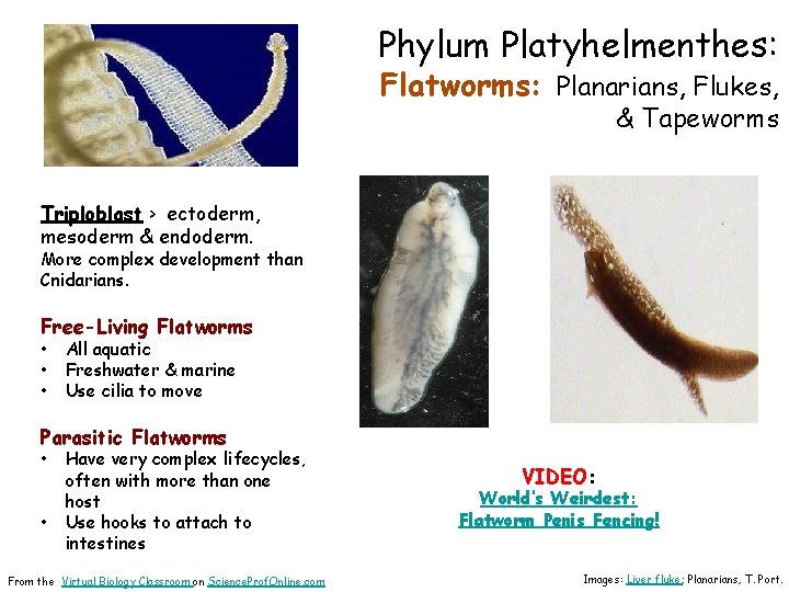 Phylum Platyhelmenthes: Flatworms: Planarians, Flukes, & Tapeworms Triploblast > ectoderm, mesoderm & endoderm. More