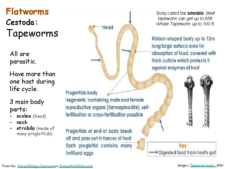 Flatworms Cestoda: Tapeworms Body called the strobila: Beef tapeworm can get up to 65