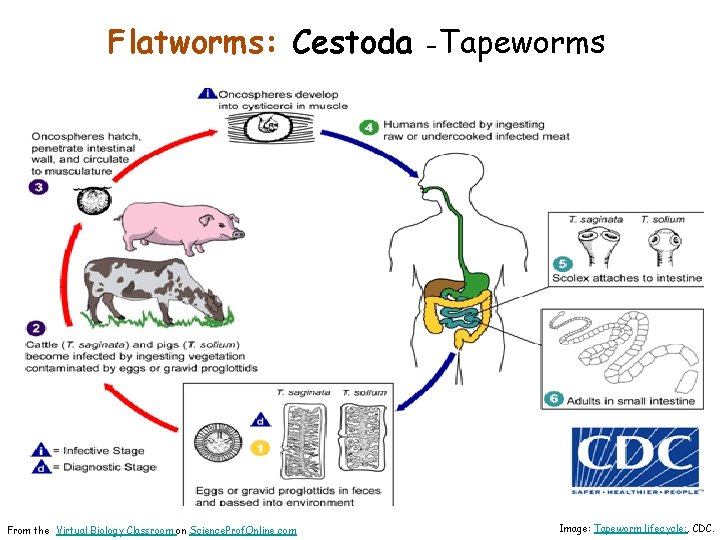 Flatworms: Cestoda -Tapeworms From the Virtual Biology Classroom on Science. Prof. Online. com Image: