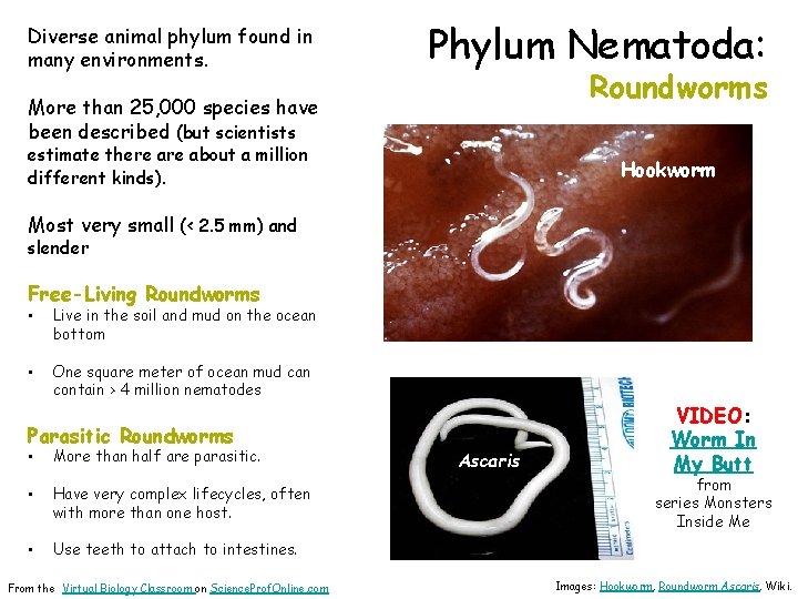 Diverse animal phylum found in many environments. Phylum Nematoda: Roundworms More than 25, 000