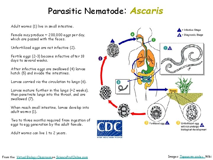 Parasitic Nematode: Ascaris Adult worms (1) live in small intestine. Female may produce ~