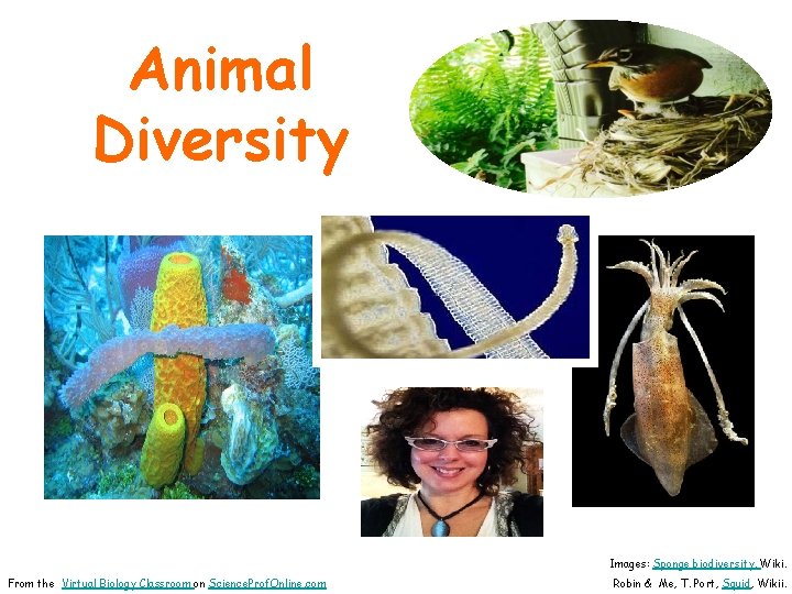 Animal Diversity Images: Sponge biodiversity, Wiki. From the Virtual Biology Classroom on Science. Prof.