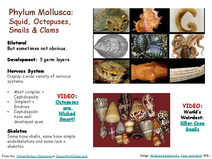 Phylum Mollusca: Squid, Octopuses, Snails & Clams Bilateral But sometimes not obvious. Development: 3