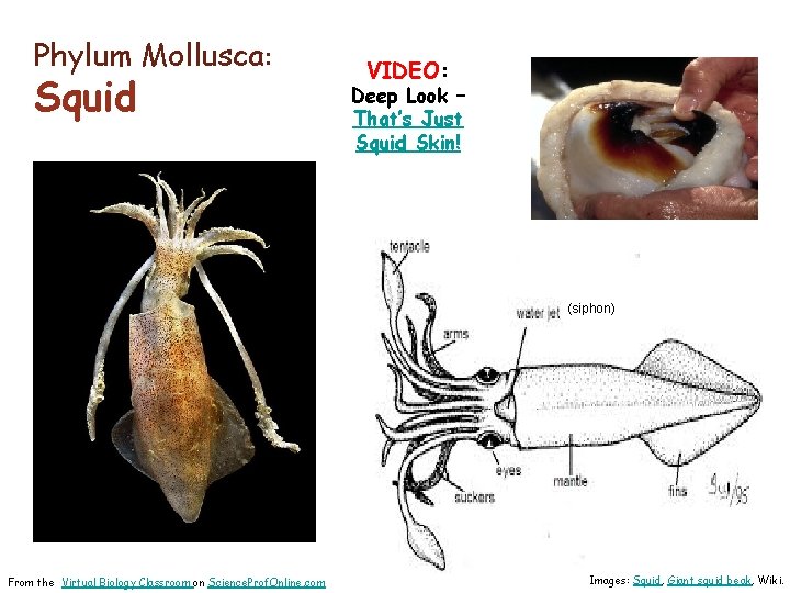 Phylum Mollusca: Squid VIDEO: Deep Look – That’s Just Squid Skin! (siphon) From the