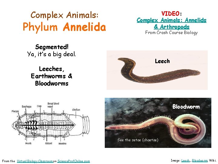 Complex Animals: Phylum Annelida Segmented! Ya, it’s a big deal. Leeches, Earthworms & Bloodworms