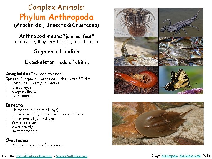 Complex Animals: Phylum Arthropoda (Arachnids , Insects & Crustacea) Arthropod means “jointed feet” (but