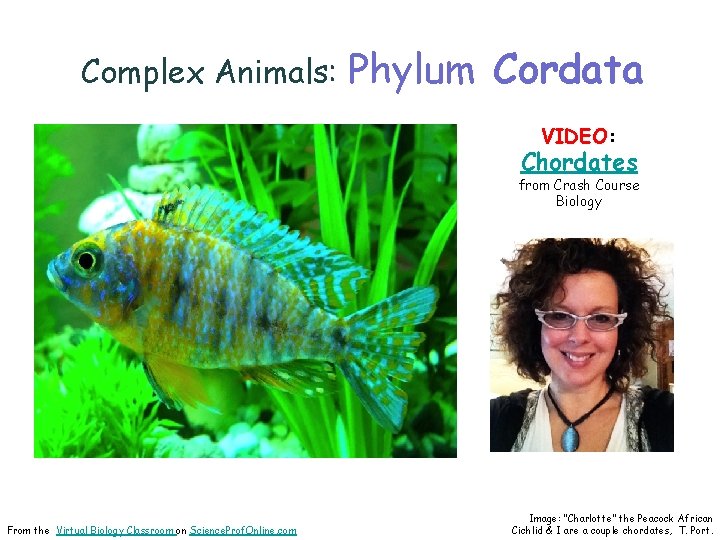 Complex Animals: Phylum Cordata VIDEO: Chordates from Crash Course Biology From the Virtual Biology