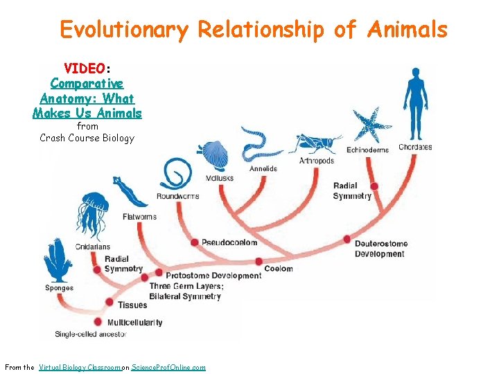 Evolutionary Relationship of Animals VIDEO: Comparative Anatomy: What Makes Us Animals from Crash Course