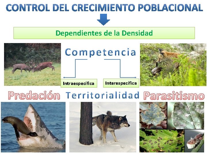 Dependientes de la Densidad Intraespecífica Predación Interespecífica Parasitismo 
