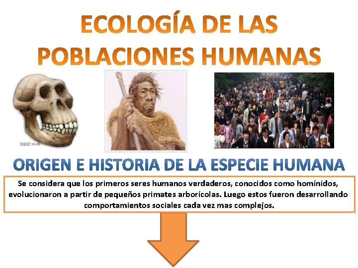 Se considera que los primeros seres humanos verdaderos, conocidos como homínidos, evolucionaron a partir