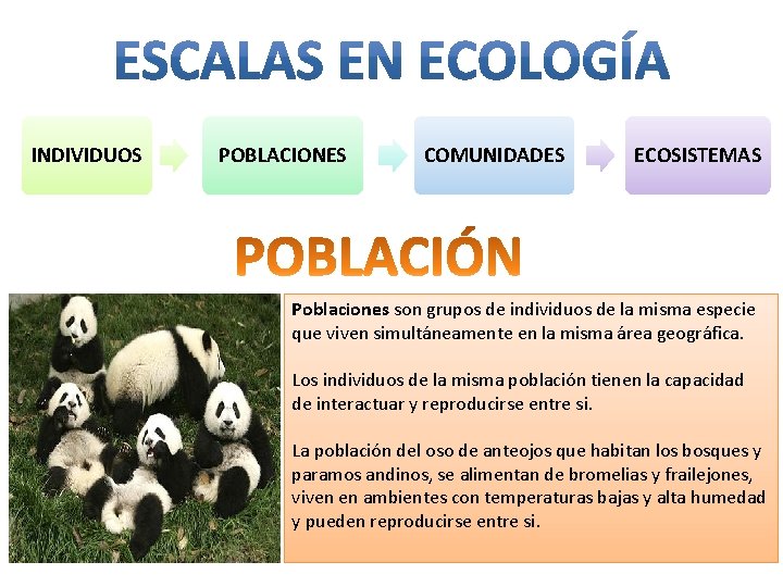 INDIVIDUOS POBLACIONES COMUNIDADES ECOSISTEMAS Poblaciones son grupos de individuos de la misma especie que