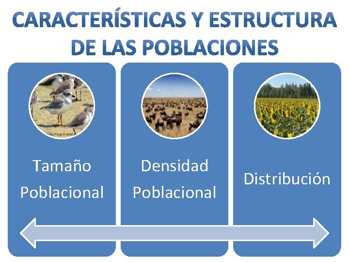 Tamaño Densidad Poblacional Distribución 