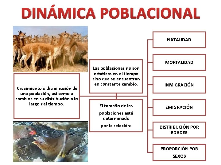 DINÁMICA POBLACIONAL NATALIDAD Crecimiento o disminución de una población, así como a cambios en