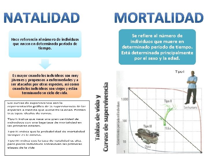 Se refiere al número de individuos que muere en determinado período de tiempo. Está