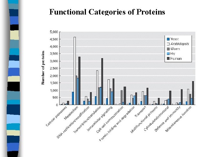 Functional Categories of Proteins 