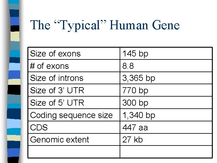 The “Typical” Human Gene Size of exons # of exons Size of introns Size