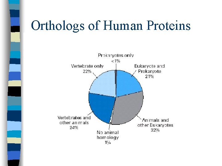Orthologs of Human Proteins 