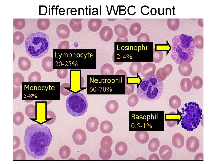 Differential WBC Count Lymphocyte 20 -25% Monocyte 3 -8% Eosinophil 2 -4% Neutrophil 60