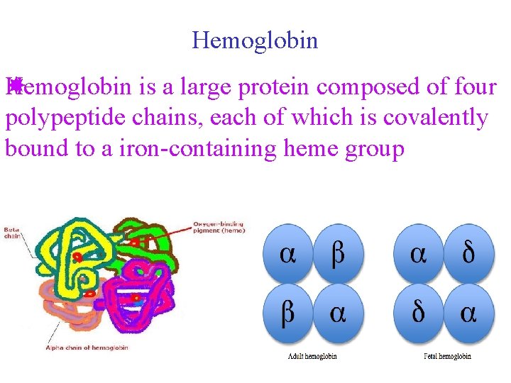 Hemoglobin is a large protein composed of four H polypeptide chains, each of which