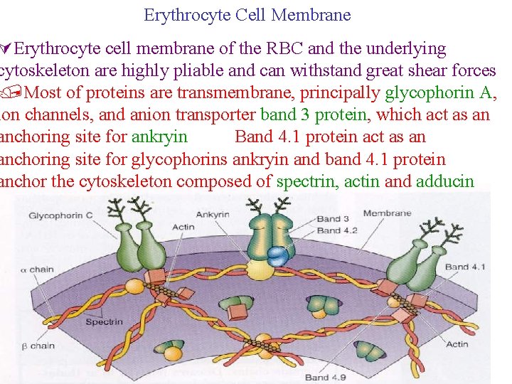 Erythrocyte Cell Membrane ÚErythrocyte cell membrane of the RBC and the underlying cytoskeleton are