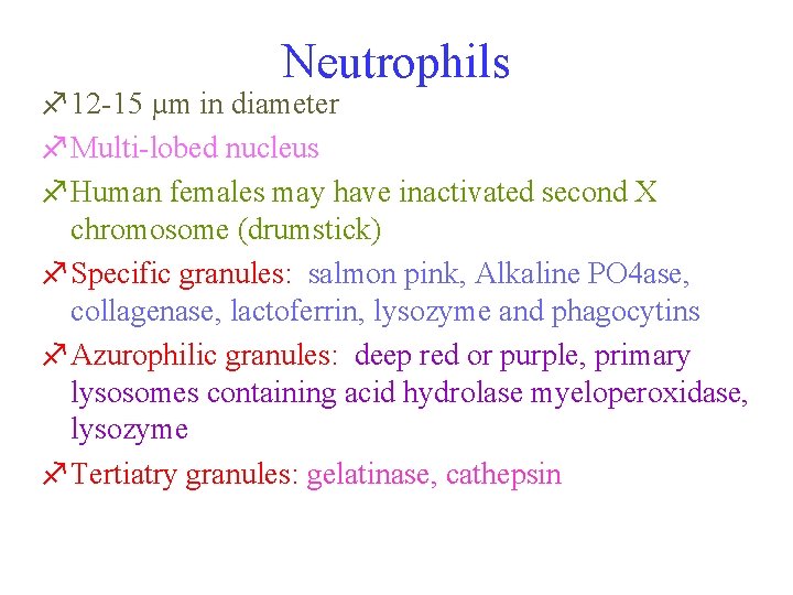 Neutrophils f 12 -15 µm in diameter f. Multi-lobed nucleus f. Human females may