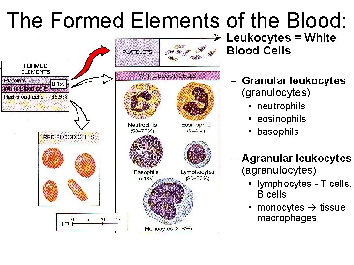 The Formed Elements of the Blood: Ø Leukocytes = White Blood Cells – Granular