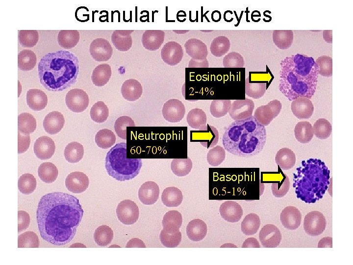 Granular Leukocytes Eosinophil 2 -4% Neutrophil 60 -70% Basophil 0. 5 -1% 