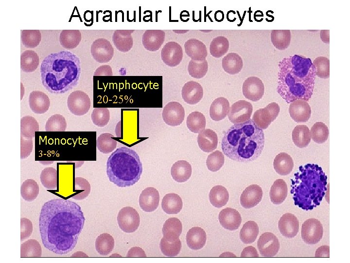 Agranular Leukocytes Lymphocyte 20 -25% Monocyte 3 -8% 