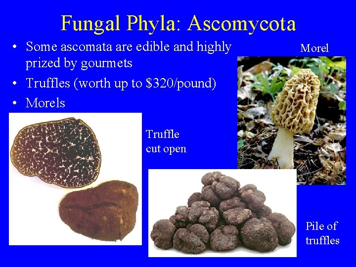 Fungal Phyla: Ascomycota • Some ascomata are edible and highly prized by gourmets • Fungal Phyla: Ascomycota • Some ascomata are edible and highly prized by gourmets •