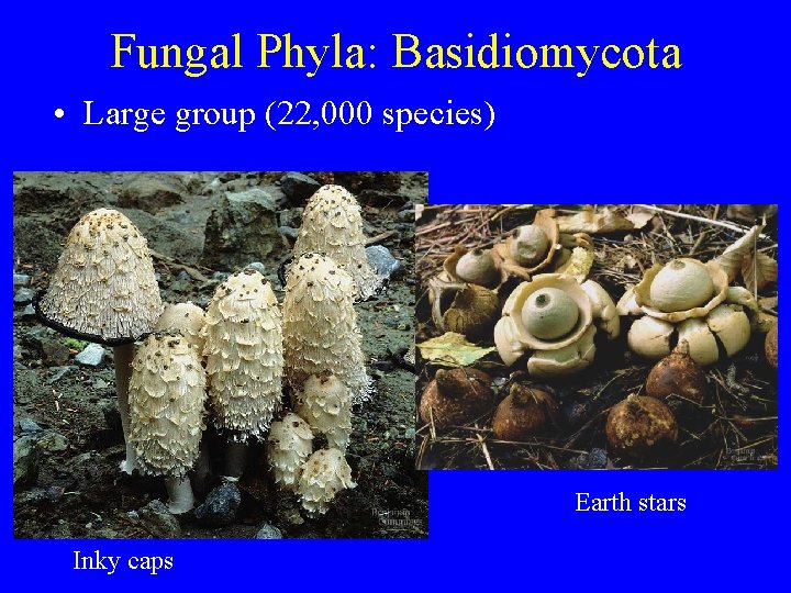 Fungal Phyla: Basidiomycota • Large group (22, 000 species) Earth stars Inky caps Fungal Phyla: Basidiomycota • Large group (22, 000 species) Earth stars Inky caps