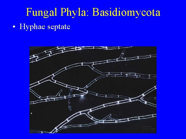 Fungal Phyla: Basidiomycota • Hyphae septate Fungal Phyla: Basidiomycota • Hyphae septate