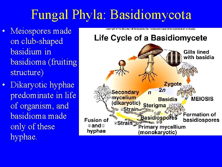 Fungal Phyla: Basidiomycota • Meiospores made on club-shaped basidium in basidioma (fruiting structure) • Fungal Phyla: Basidiomycota • Meiospores made on club-shaped basidium in basidioma (fruiting structure) •