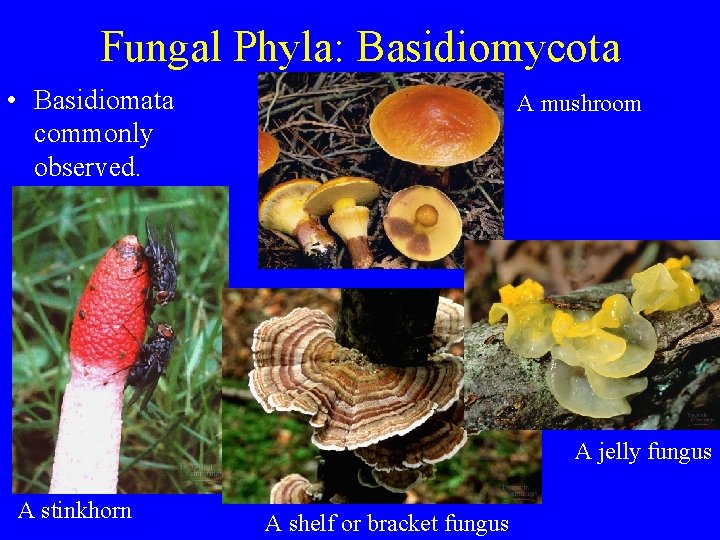 Fungal Phyla: Basidiomycota • Basidiomata commonly observed. A mushroom A jelly fungus A stinkhorn Fungal Phyla: Basidiomycota • Basidiomata commonly observed. A mushroom A jelly fungus A stinkhorn