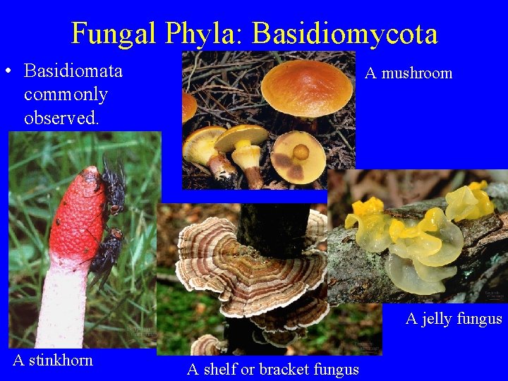 Fungal Phyla: Basidiomycota • Basidiomata commonly observed. A mushroom A jelly fungus A stinkhorn