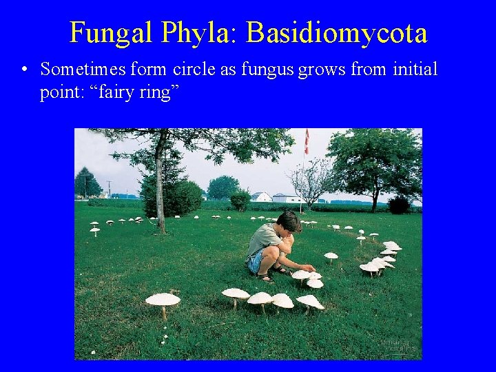 Fungal Phyla: Basidiomycota • Sometimes form circle as fungus grows from initial point: “fairy Fungal Phyla: Basidiomycota • Sometimes form circle as fungus grows from initial point: “fairy