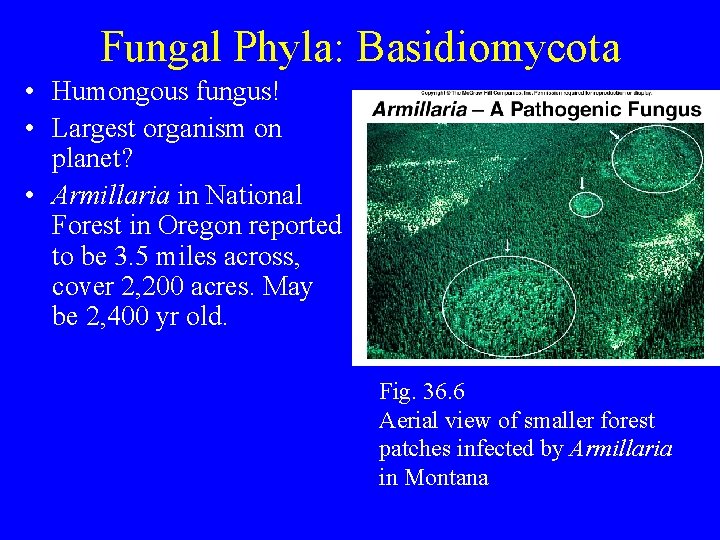 Fungal Phyla: Basidiomycota • Humongous fungus! • Largest organism on planet? • Armillaria in