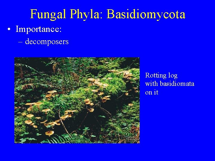 Fungal Phyla: Basidiomycota • Importance: – decomposers Rotting log with basidiomata on it Fungal Phyla: Basidiomycota • Importance: – decomposers Rotting log with basidiomata on it