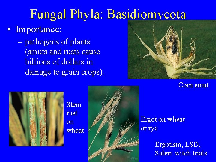 Fungal Phyla: Basidiomycota • Importance: – pathogens of plants (smuts and rusts cause billions Fungal Phyla: Basidiomycota • Importance: – pathogens of plants (smuts and rusts cause billions