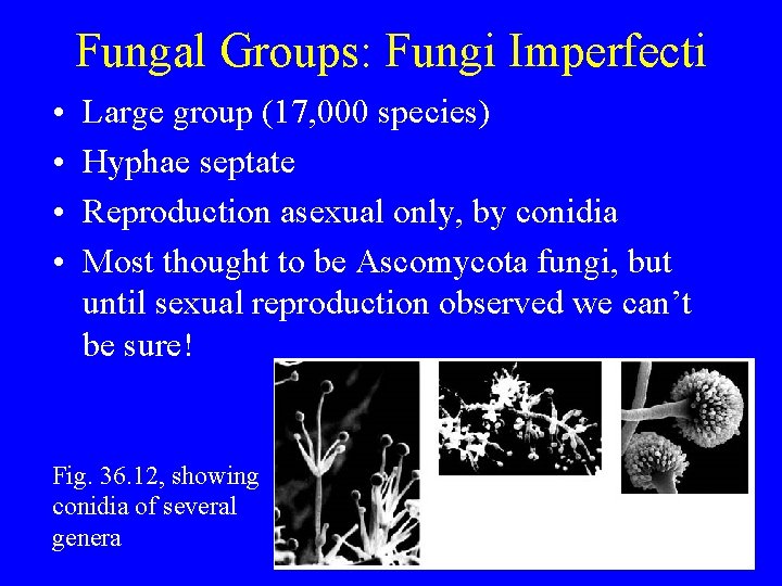 Fungal Groups: Fungi Imperfecti • • Large group (17, 000 species) Hyphae septate Reproduction