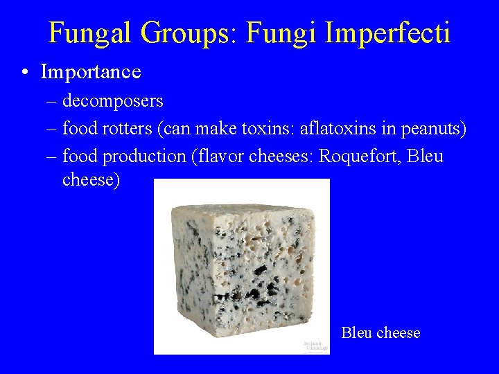 Fungal Groups: Fungi Imperfecti • Importance – decomposers – food rotters (can make toxins: