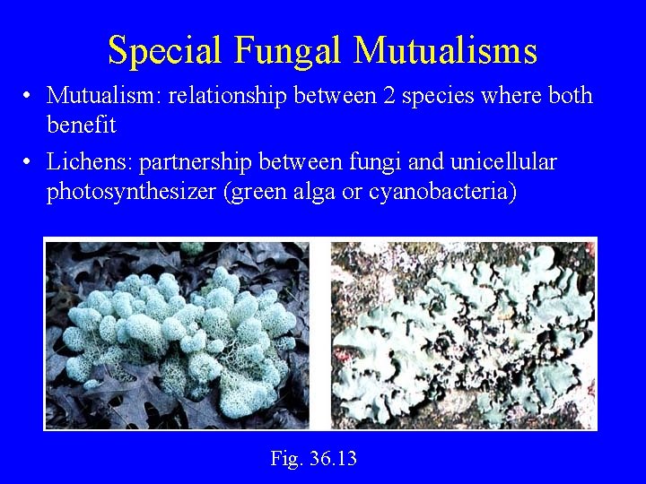 Special Fungal Mutualisms • Mutualism: relationship between 2 species where both benefit • Lichens: